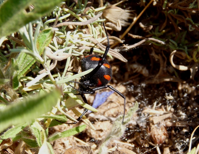 Latrodectus tredecimguttatus di Gallura